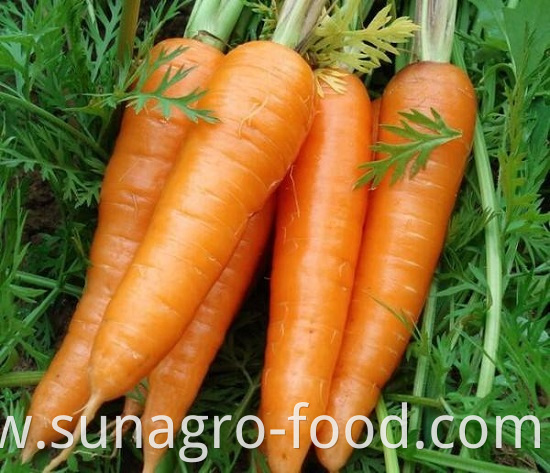 The Best Carrot Is Atender Carrot